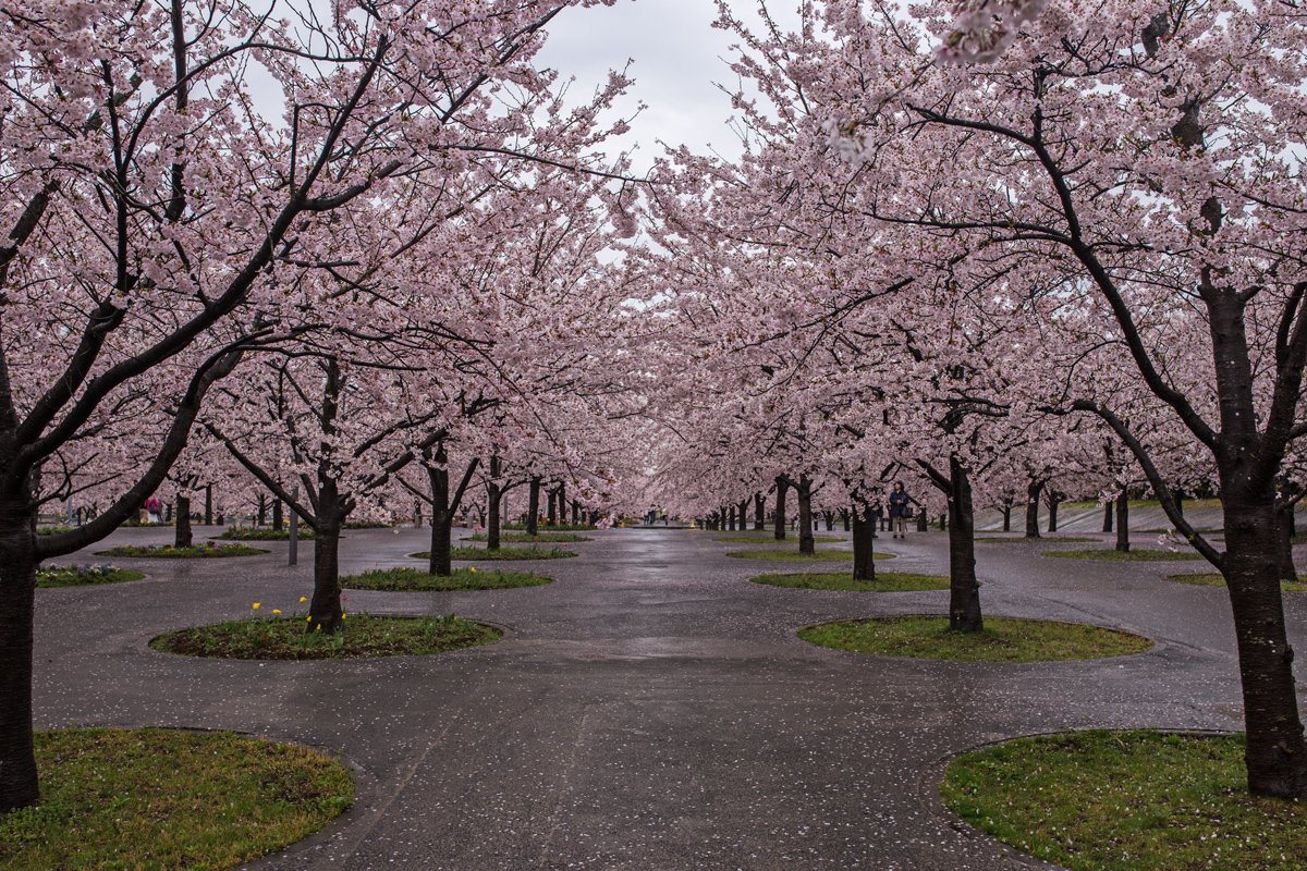 🌸 벚꽃 광장(사쿠라 히로바)